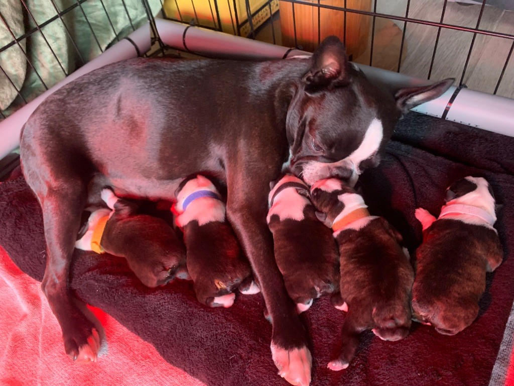 Chiot Boston Terrier De La Pouncho D’Agast