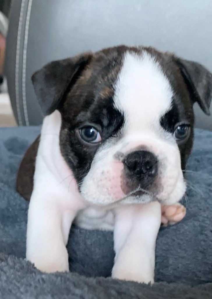 De La Pouncho D’Agast - Chiots disponibles - Boston Terrier