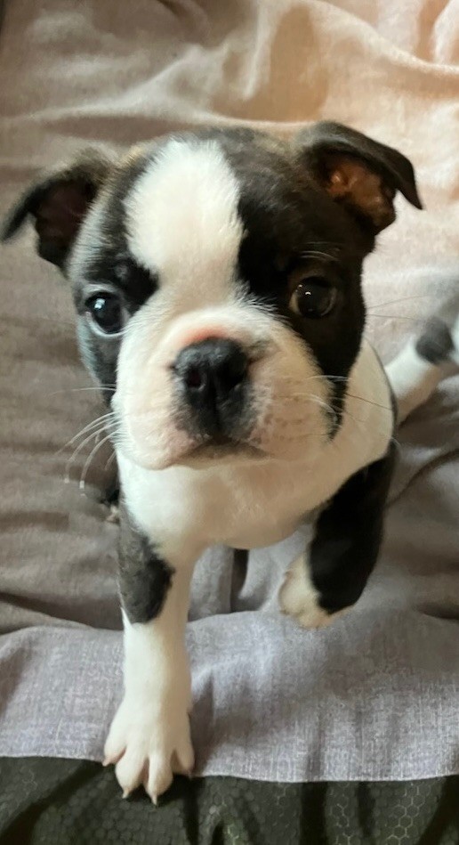 De La Pouncho D’Agast - Chiots disponibles - Boston Terrier